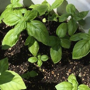 Meet your Posher, Nacema